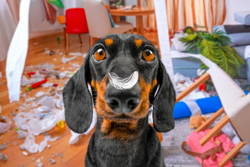 Portrait of dachshund dog with feather on nose, scattering furniture, garbage around room, making mess, looking with innocent, defenseless gaze An ill-mannered puppy destroys apartment alone at home