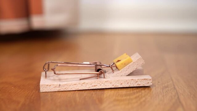 Pooch puts mouse trap with cheese on floor with small paw and moves to middle of room. Doggy sets traps helping owners in middle of apartment