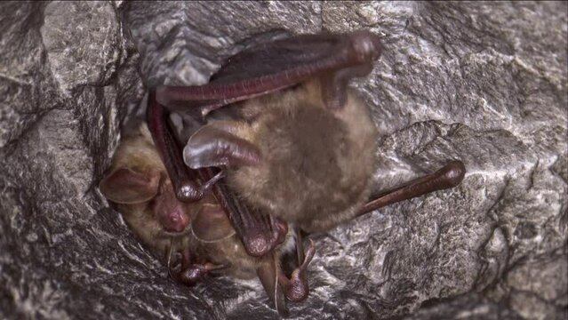 Close up strange animal Greater mouse-eared bat Myotis myotis group hanging upside down in the hole of the cave cleaning their membrane by licking, waking just after hibernation. Wildlife take.