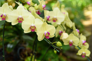 Beautiful orchid flowers decorate the tropical garden