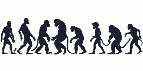 evolution from primate monkey