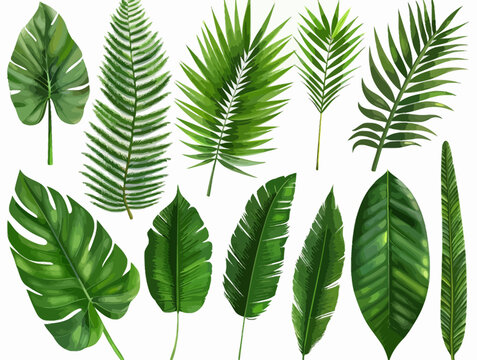 Set of Tropical Leaves Vector