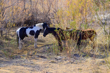 Wild Horses in Big Bend National Park, in Southwest Texas.