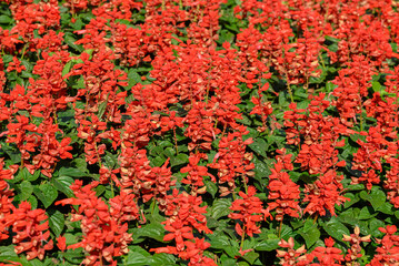 Red Salvia splendens flowers blossom in garden, Flower field in spring season