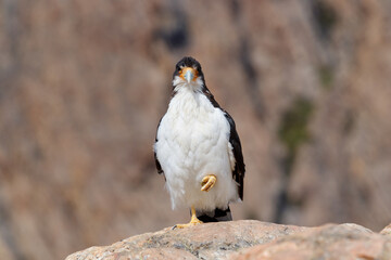 White Caracara Phalcoboenus albogularis in the family Falconidae spotted in patagonia argentina