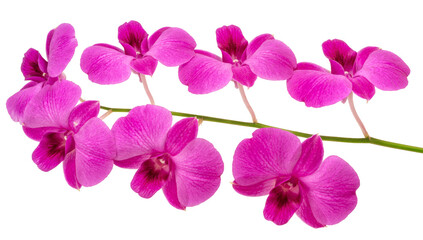 Pink orchid on white background, Orchid flower isolated on white PNG file.