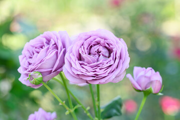 Beautiful purple roses blooming in flower garden, Spring season