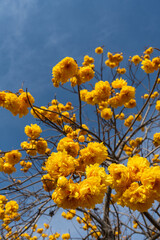 Yellow silk cotton flower garden