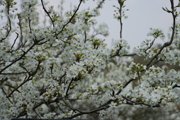 white pear flower blossoming