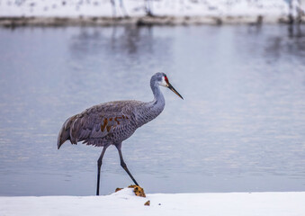 The sandhill crane(Antigone canadensis) in the snow,, by the water in Southern Ontario  Canada....