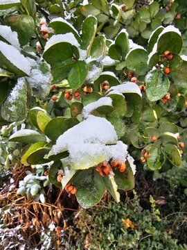 Snowy trees, fruits and green photos