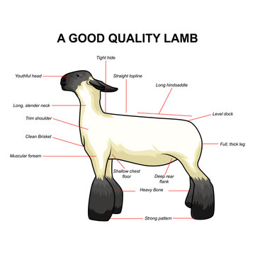 Showstopper Lamb : Perfect for Livestockshow Exhibition