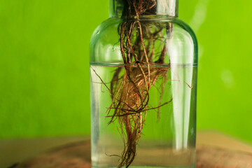 bottle with roots