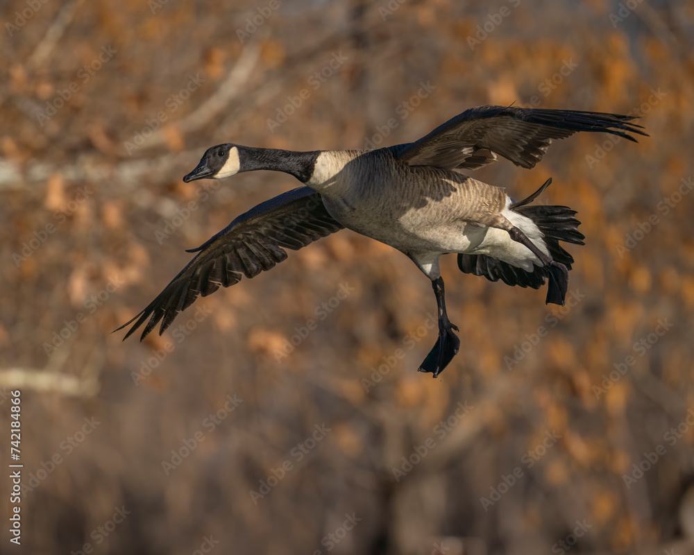 Wall mural Canada Goose in flight