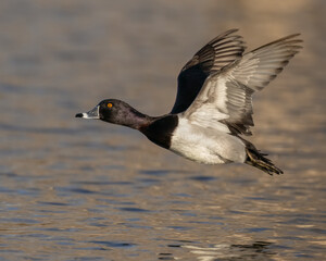 Ring-Necked Duck