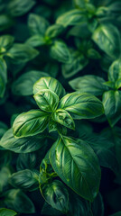 A dense thicket of basil leaves showcases shades of emerald, with visible vein patterns creating a natural artwork. The lush arrangement evokes a sense of growth and vitality