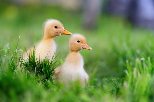 Two Little Yellow Duckling Green Grass