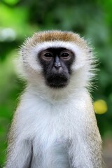 Close Vervet Monkey National Park Kenya Africa