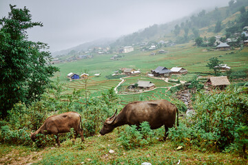 buffaloes in a village of sapa, vietnam - 742191822
