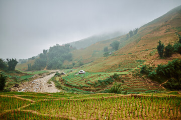 village rice fields and misty mountains in sapa, vietnam - 742191882