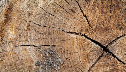 Fototapeta premium Background texture of natural wood. Close up cross section of tree trunk. old tree stump texture background