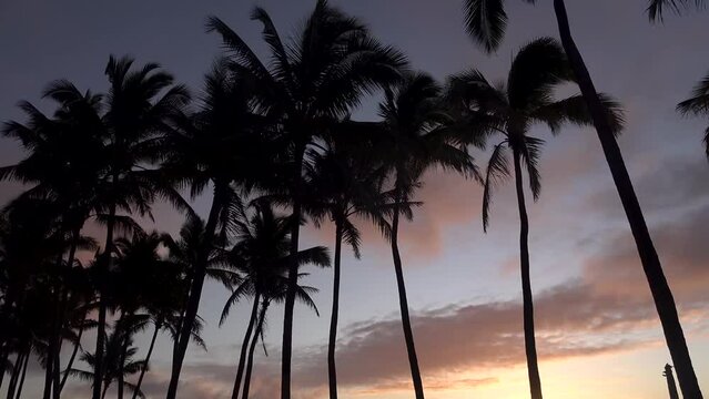 Hawaii island nature view, amazing footage of tropical island