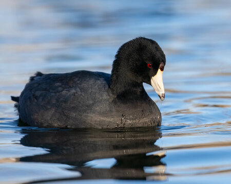 American Coot