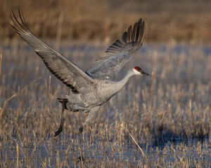 Sandhill Crane during winter in central New Mexico