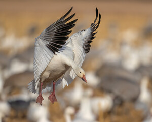 Snow Goose in flight