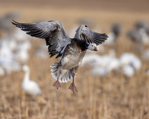 Snow Goose in flight