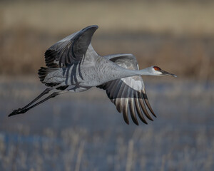Sandhill Crane during winter in central New Mexico