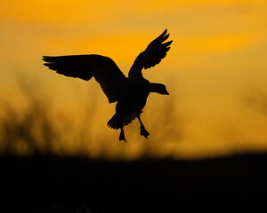 Snow Goose silhouette against a New Mexico sunset