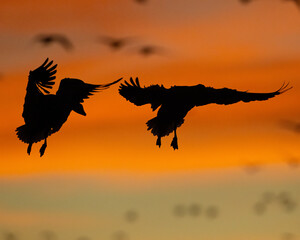 Snow Goose silhouette against a New Mexico sunset