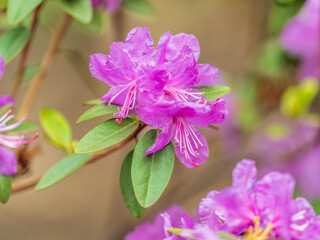 Pink flowers of Siberian rhododendron copy space. Rhododendron dauricum. Spring flowering of Altai rhododendron.