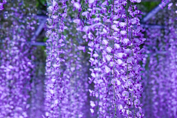 藤の花のライトアップ