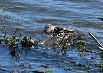 Alligator at Anahuac National Wildlife Refuge, Texas