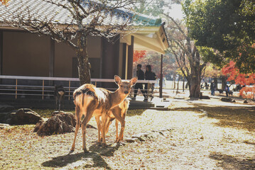 奈良の鹿のお尻