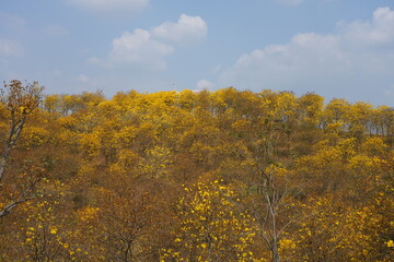 Tabebuia chrysantha, yellow flower blossom