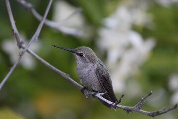 Hummingbird