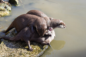 コツメカワウソ