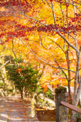 愛知県新城市門谷　秋の鳳来寺山の紅葉