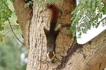Finlayson's squirrel or Variable squirrel (Callosciurus finlaysonii) eating food while climbing...