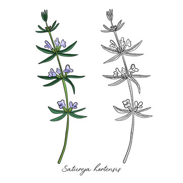 vector drawing summer savory , Satureja hortensis, hand drawn illustration of medicinal plant