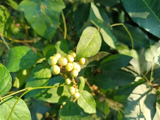 Cashew is the common name of a tropical evergreen tree Anacardium occidentale, in the family Anacardiaceae. 