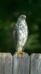 Cooper's Hawk on the garden fence