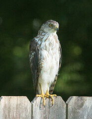 Cooper's Hawk on the garden fence