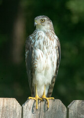 Cooper's Hawk on the garden fence