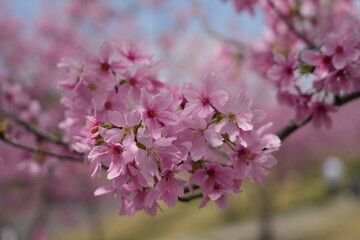 Pink cherry blossom in Spring