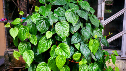 dense betel leaves in front of the aviary
