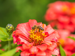 A bee collects nectar from Red marigolds flower in the garden in summer close-up.